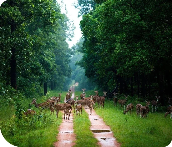 Image link
